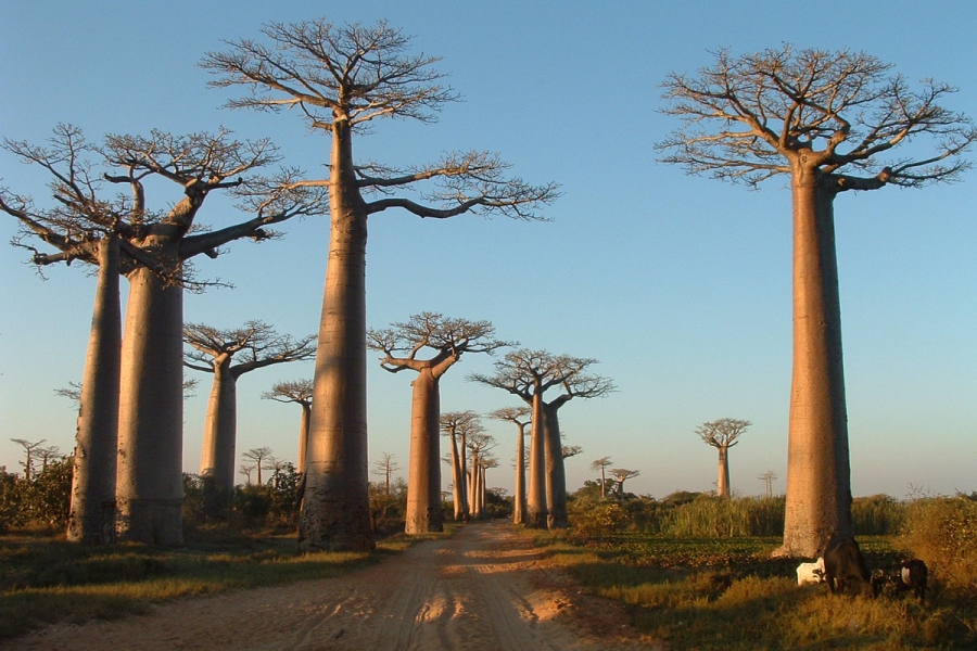 Tour: I Parchi del Madagascar